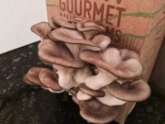 比利时公司用废弃咖啡渣培育蘑菇 可用于瓷砖材料